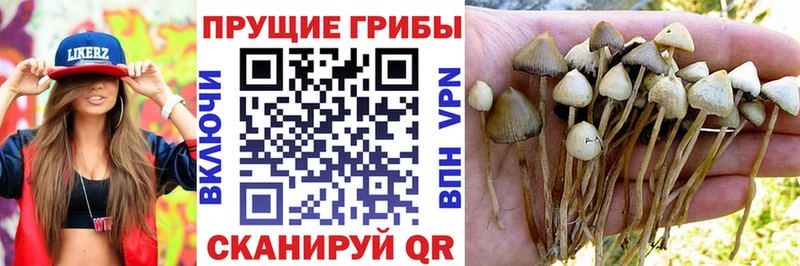 Псилоцибиновые грибы Psilocybe  где купить наркотик  Новомичуринск 